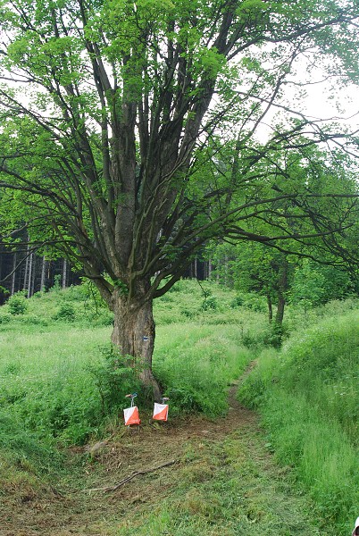 Mčr - krátká (Zlaté Hory 9. 6. 2007)